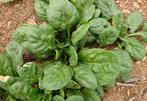 Uit de biologische moestuin: Spinazie, winterspinazie, zaden, Ophalen of Verzenden, Najaar, Volle zon, Zaad