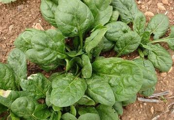 Uit de biologische moestuin: Spinazie, winterspinazie, zaden beschikbaar voor biedingen