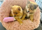 Lieve raszuivere pomeriaan pups, CDV (hondenziekte), 8 tot 15 weken, Meerdere, Nederland