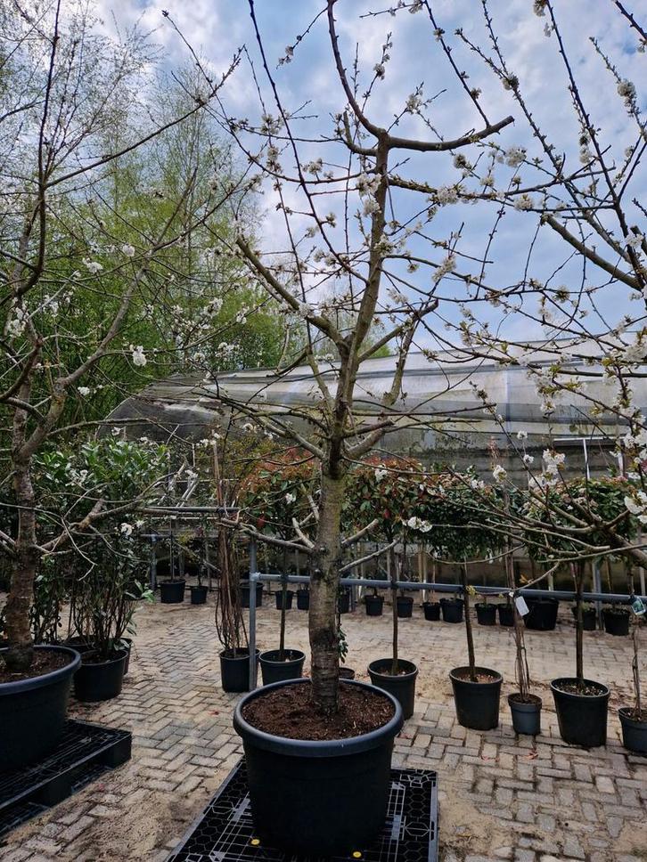 Oude Kersenboom Kordia  in Pot, Tuin en Terras, Planten | Bomen, Overige soorten, Halfschaduw, In pot, Ophalen