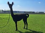 Zwarte alpaca fokmerrie met prachtige fluffy oortjes te koop, Dieren en Toebehoren, Overige Dieren, Juni, Vrouwelijk