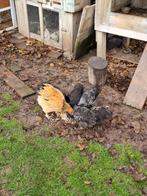 Mooie kuikens, Dieren en Toebehoren, Pluimvee, Meerdere dieren, Kip