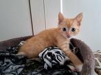 Gouden mandje gezocht voor lieve kitten, Dieren en Toebehoren, Katten en Kittens | Overige Katten, Poes