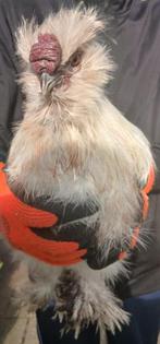 Zijdehoen haantje, Dieren en Toebehoren, Pluimvee, Mannelijk, Kip
