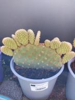 Opuntia microdasys, Ophalen, Minder dan 100 cm