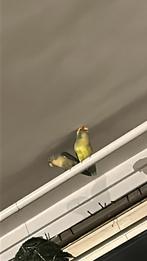 Agaponish stel mannetje en pop, Dieren en Toebehoren, Meerdere dieren