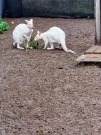 Wallaby te koop, Dieren en Toebehoren, Overige Dieren, Mei, Mannelijk