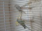 Te koop roodrug parkieten, Dieren en Toebehoren, Vogels | Parkieten en Papegaaien, Vrouwelijk, Parkiet, Geringd