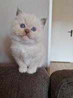 Sociaal Ragdoll kitten poesje, Dieren en Toebehoren, Katten en Kittens | Raskatten | Langhaar, Poes, Gechipt