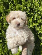 Maltipoo pup, Dieren en Toebehoren, Honden | Chihuahua's en Gezelschapshonden, Fokker | Hobbymatig, Rabiës (hondsdolheid), 8 tot 15 weken