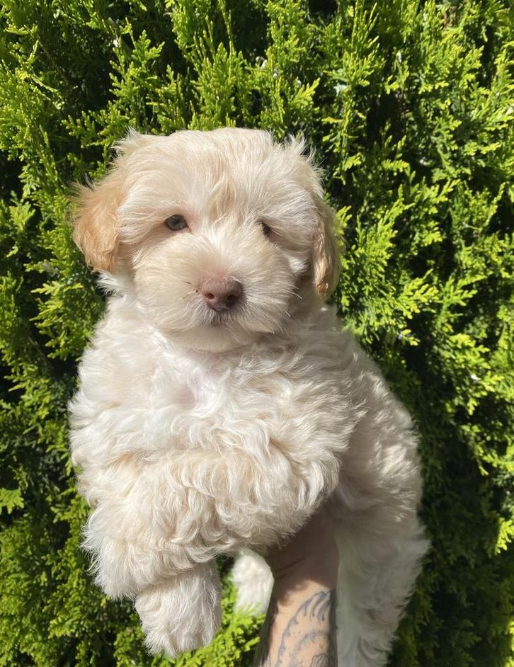 Maltipoo pup, Dieren en Toebehoren, Honden | Chihuahua's en Gezelschapshonden, Reu, Overige rassen, Fokker | Hobbymatig, Eén hond