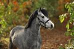 Prachtige Welsh A pony’s, Dieren en Toebehoren, Pony's, Merrie, Gechipt, 3 tot 6 jaar, C pony (1.27m tot 1.37m)