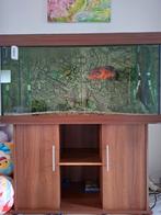 Aquarium Juvel400l.met kast en filters compleet met vissen, Ophalen, Gevuld zoetwateraquarium