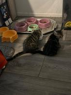 Nog 1 Kitten Katertje, Dieren en Toebehoren, Katten en Kittens | Overige Katten, Kater