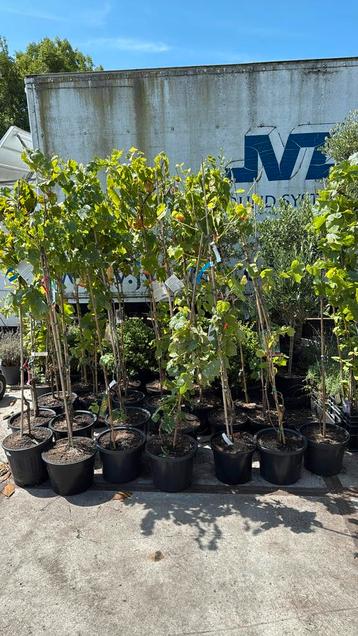 Tafel druiven italiaanse import prima voor pergola  en muur beschikbaar voor biedingen