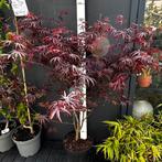 Acer palmatum Trompenburg, Ophalen, Bloeit niet, Halfschaduw, Overige soorten