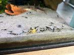 Garnalen 10 voor €5, Dieren en Toebehoren, Vissen | Aquariumvissen, Kreeft, Krab of Garnaal