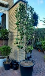 Conference Leipeer 230 h x 60 br in 50 L pot, Tuin en Terras, Planten | Bomen, Ophalen, Overige soorten