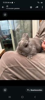 Dwergkonijn Ram, Dieren en Toebehoren, Konijnen, Mannelijk, Dwerg