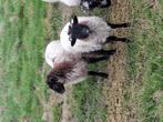 Nog 4 lammeren tekoop, Dieren en Toebehoren, Schapen, Geiten en Varkens, Meerdere dieren, Schaap