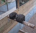 Fazanten, Dieren en Toebehoren, Pluimvee, Meerdere dieren, Overige soorten