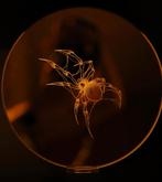 Gegraveerde spiegel met spin., Ophalen, Minder dan 50 cm, Rond, Zo goed als nieuw