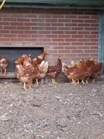 Jonge witte en bruine leghennen, Dieren en Toebehoren, Pluimvee, Vrouwelijk, Kip