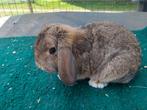 Lieve nhd konijngrijs, Dieren en Toebehoren, Konijnen, Mannelijk, Dwerg, Hangoor, 0 tot 2 jaar