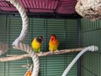 2 agapornissen lilo an stitch zoeken nieuw thuis, Dieren en Toebehoren, Vogels | Parkieten en Papegaaien, Mannelijk, Dwergpapegaai of Agapornis