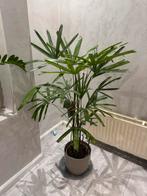 Kamerplant rhapis p 24 cm h 140 cm, Ophalen, Volle zon