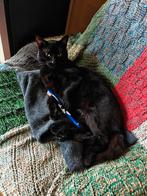 Half Britse korthaar/half Europese korthaar, Dieren en Toebehoren, Kater, Gechipt, 0 tot 2 jaar