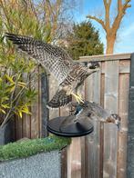 Opgezette vogel taxidermie mancave, Ophalen of Verzenden, Zo goed als nieuw, Vogel, Opgezet dier