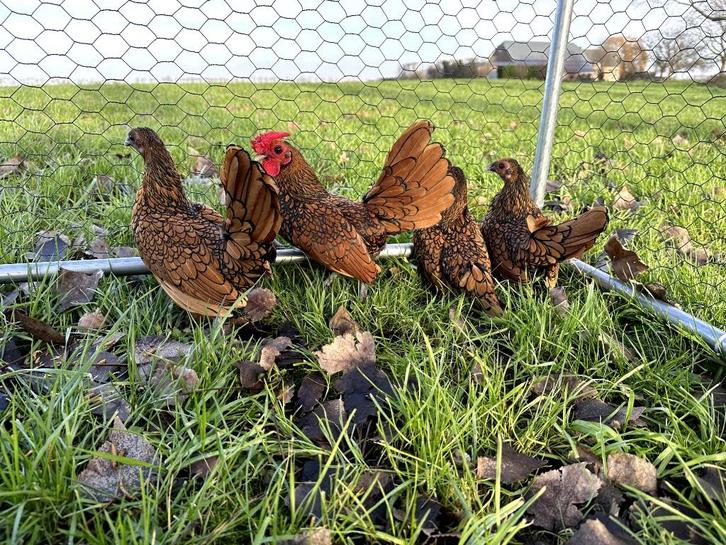 Sebright kippen gesekst, geringd en ingeënt Goudzwartgezoomd, Dieren en Toebehoren, Pluimvee, Kip, Vrouwelijk