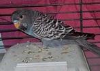Blackface split blackwing man, Dieren en Toebehoren, Mannelijk, Parkiet, Geringd