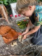 Lieve kuikentjes gewend aan kids, Geslacht onbekend, Kip