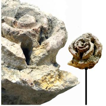 Mollusk (miljoenen jaren oud!) - fossiel schelp - Indonesië beschikbaar voor biedingen