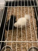 Tamme USA Zijdehoen 2 maanden oud geslacht onbekend, Dieren en Toebehoren, Pluimvee, Geslacht onbekend, Kip