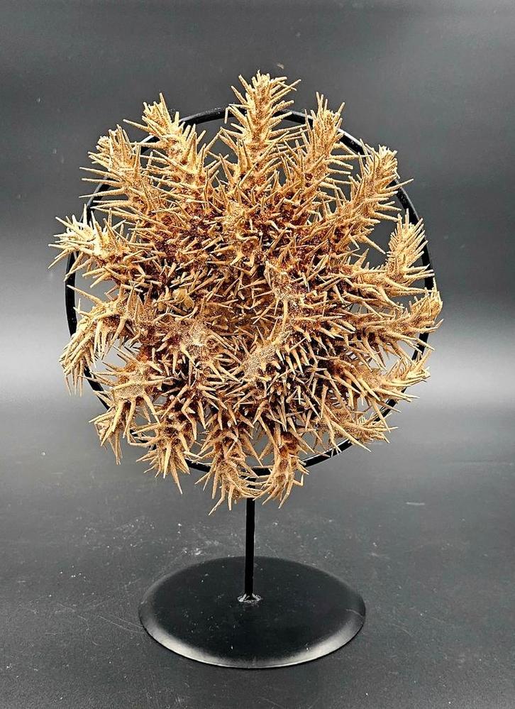 Doornenkroon zeester op zwart metalen standaard, Verzamelen, Dierenverzamelingen, Nieuw, Opgezet dier, Overige soorten, Ophalen of Verzenden