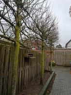 Vier leibomen, Tuin en Terras, Planten | Bomen, Overige soorten, 100 tot 250 cm, Zomer, Ophalen