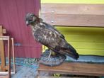 Taxidermy, opgezette buizerd, Verzamelen, Dierenverzamelingen, Ophalen, Gebruikt, Vogel, Opgezet dier