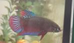 Betta vis (vrouw), Dieren en Toebehoren, Vissen | Aquariumvissen, Vis