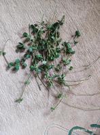 Hangplant STEKKEN gratis ophalen, Ophalen of Verzenden