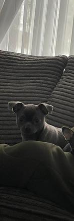 Te koop Chihuahua blue reu, Reu, 1 tot 2 jaar, Eén hond, Chihuahua