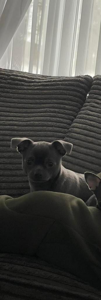 Te koop Chihuahua blue reu, Dieren en Toebehoren, Honden | Chihuahua's en Gezelschapshonden, Reu, Chihuahua, Particulier, Eén hond