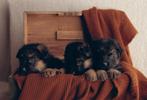 Duitse herder pups reutjes, Dieren en Toebehoren, Honden | Herdershonden en Veedrijvers, 8 tot 15 weken, Meerdere, Meerdere dieren