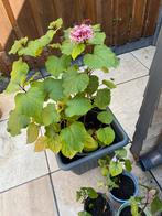 Pindakaasplant ( Clerodendrum, kansenboom) stekken, Ophalen of Verzenden, Minder dan 100 cm, Overige soorten, Zomer
