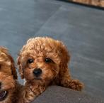 Toy poedel pups mogen verhuizen, Poedel, Meerdere, Meerdere dieren, Nederland