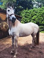 Super lieve merrie van 11 jaar, Dieren en Toebehoren, Paarden, 7 tot 10 jaar, 160 tot 165 cm, Recreatiepaard, Merrie