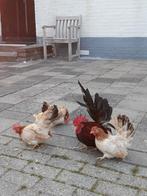 Japanse kriel kippen, Dieren en Toebehoren, Pluimvee, Meerdere dieren, Kip