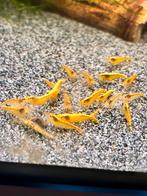 gele neocardina, Kreeft, Krab of Garnaal